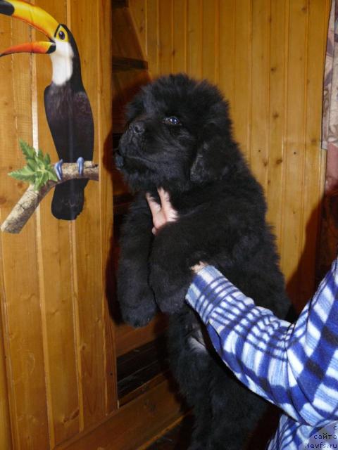 Фото: ньюфаундленд Pchiolkin Dom Veniamin (Пчёлкин Дом Вениамин)