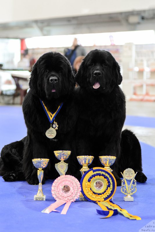 Фото: ньюфаундленд Аlpha Tauri Dinastiya Soverchenstva (Альфа Таури Династия Совершенства), ньюфаундленд Аlpha Tauri Dinastiya Soverchenstva (Альфа Таури Династия Совершенства)