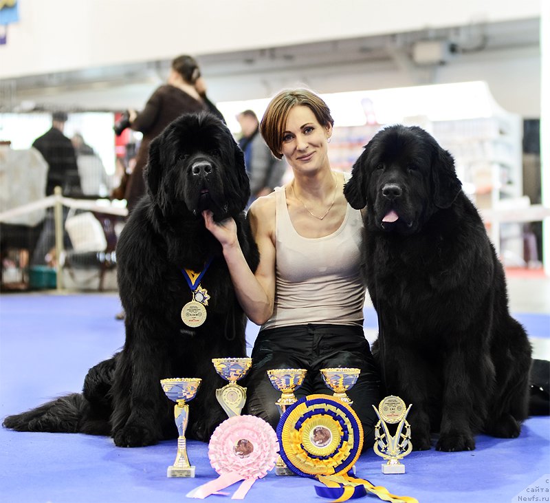 Фото: ньюфаундленд Аlpha Tauri Dinastiya Soverchenstva (Альфа Таури Династия Совершенства)