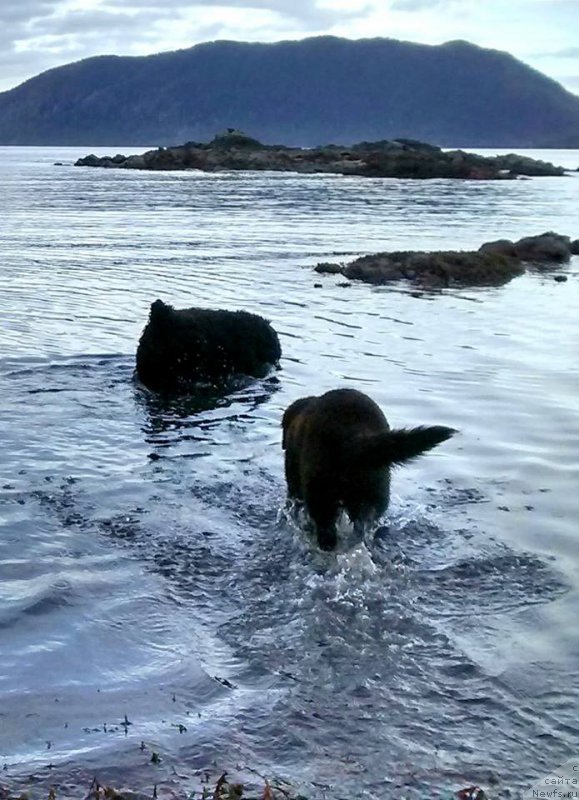 Фото: ньюфаундленд Chernaya Mafia Аngel Among Us (Черная Мафия Ангел Амонг Ус)