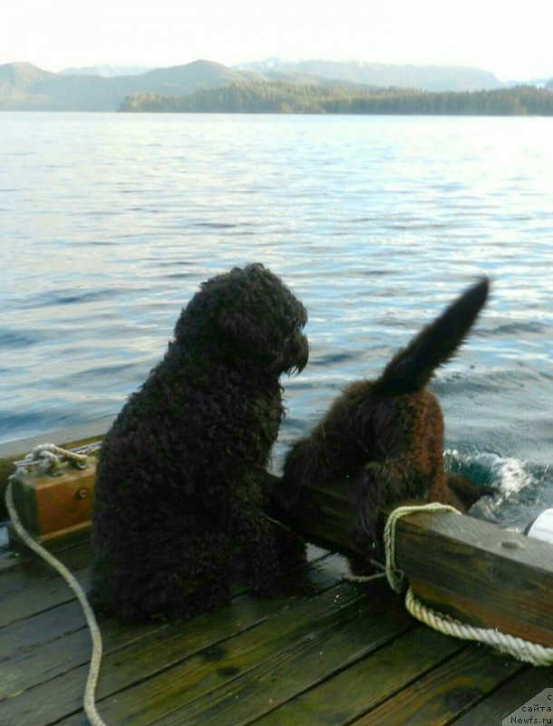 Фото: ньюфаундленд Chernaya Mafia Аngel Among Us (Черная Мафия Ангел Амонг Ус)