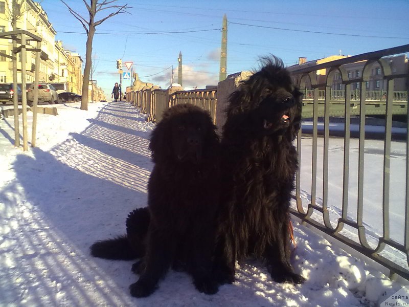 Фото: ньюфаундленд Tsinnamon Bel' Fra Sharmel iz Arkaima (Циннамон БельФра Шармэль из Аркаима), ньюфаундленд Belkonder-Club Bella Renaissance (Белкондер-Клаб Белла Ренессанс)