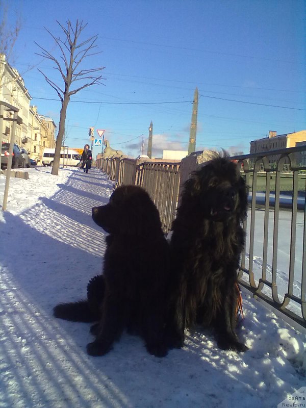 Фото: ньюфаундленд Tsinnamon Bel' Fra Sharmel iz Arkaima (Циннамон БельФра Шармэль из Аркаима), ньюфаундленд Belkonder-Club Bella Renaissance (Белкондер-Клаб Белла Ренессанс)