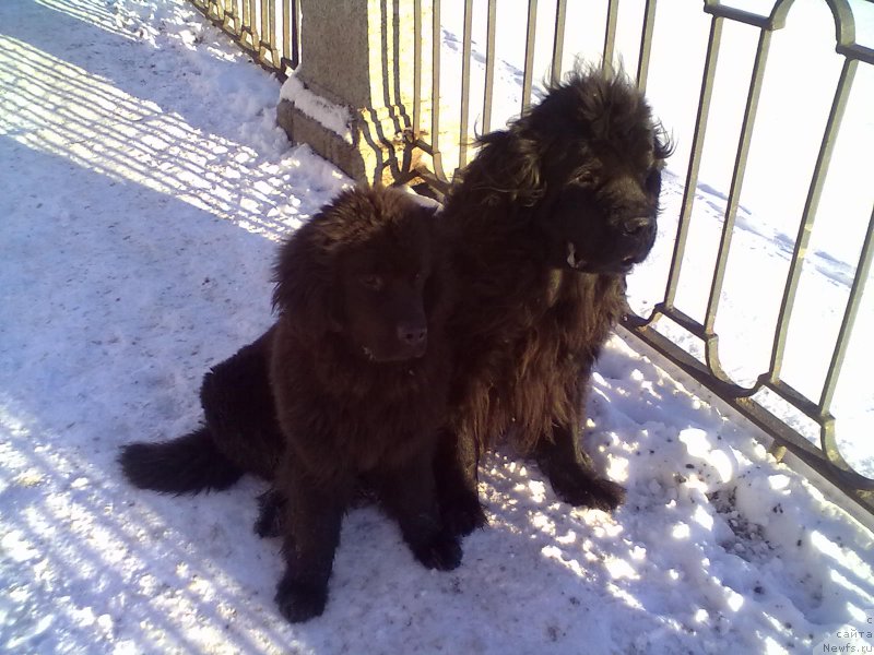 Фото: ньюфаундленд Tsinnamon Bel' Fra Sharmel iz Arkaima (Циннамон БельФра Шармэль из Аркаима), ньюфаундленд Belkonder-Club Bella Renaissance (Белкондер-Клаб Белла Ренессанс)