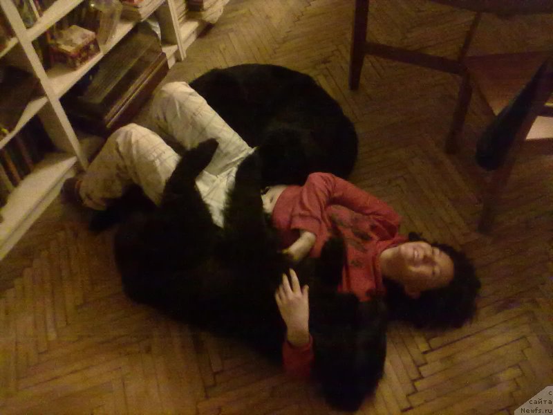 Фото: Natal'ya Medved' (Наталья Медведь), ньюфаундленд Tsinnamon Bel' Fra Sharmel iz Arkaima (Циннамон БельФра Шармэль из Аркаима), ньюфаундленд Belkonder-Club Bella Renaissance (Белкондер-Клаб Белла Ренессанс)