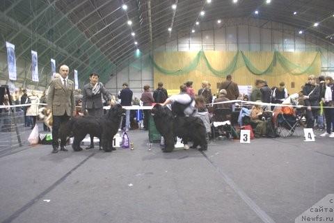 Фото: ньюфаундленд Duty Free of Apachee's Home