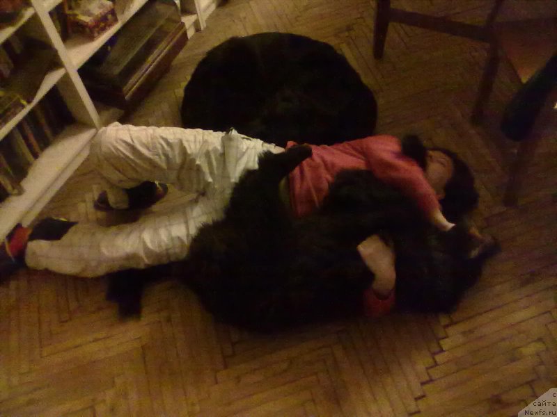 Фото: Natal'ya Medved' (Наталья Медведь), ньюфаундленд Tsinnamon Bel' Fra Sharmel iz Arkaima (Циннамон БельФра Шармэль из Аркаима), ньюфаундленд Belkonder-Club Bella Renaissance (Белкондер-Клаб Белла Ренессанс)