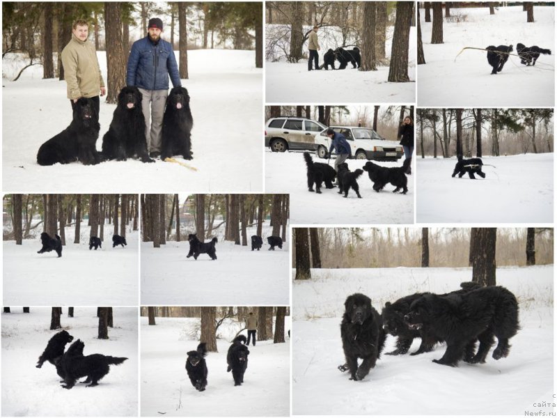 Фото: Антон, Andrey Volkov (Андрей Волков), ньюфаундленд L'vinoe Serdce (Львиное Сердце), ньюфаундленд CHernyiy Balu Dobryinya (Черный Балу Добрыня), ньюфаундленд CHernyiy Balu Djons (Черный Балу Джонс)