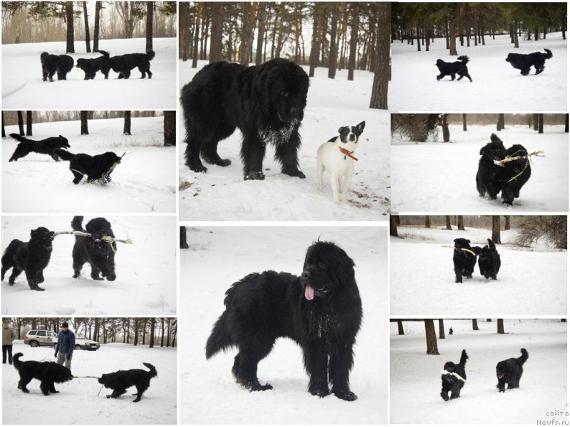 Фото: ньюфаундленд L'vinoe Serdce (Львиное Сердце), ньюфаундленд CHernyiy Balu Dobryinya (Черный Балу Добрыня), ньюфаундленд CHernyiy Balu Djons (Черный Балу Джонс)