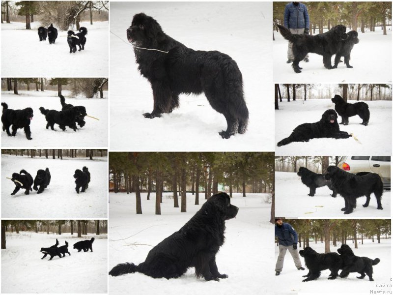 Фото: ньюфаундленд L'vinoe Serdce (Львиное Сердце), ньюфаундленд CHernyiy Balu Dobryinya (Черный Балу Добрыня), ньюфаундленд CHernyiy Balu Djons (Черный Балу Джонс)