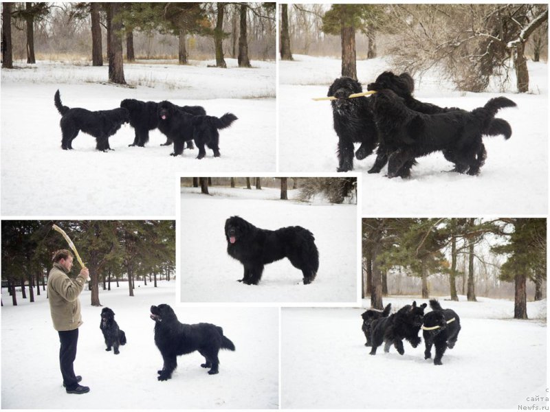 Фото: Антон, ньюфаундленд L'vinoe Serdce (Львиное Сердце), ньюфаундленд CHernyiy Balu Dobryinya (Черный Балу Добрыня), ньюфаундленд CHernyiy Balu Djons (Черный Балу Джонс)