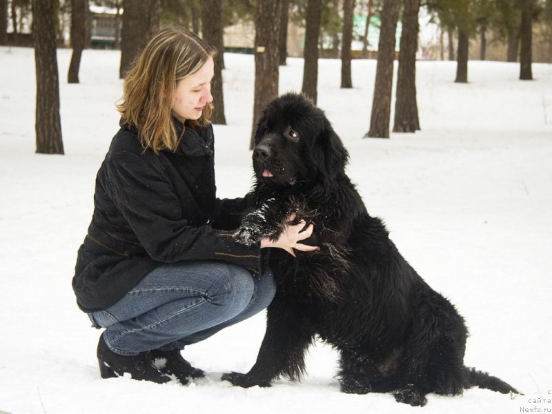 Фото: Наташа, ньюфаундленд CHernyiy Balu Djons (Черный Балу Джонс)