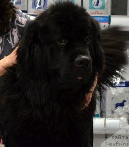 Фото: ньюфаундленд Chernyj Chank s Berega Dona (Черный Чанк с Берега Дона)