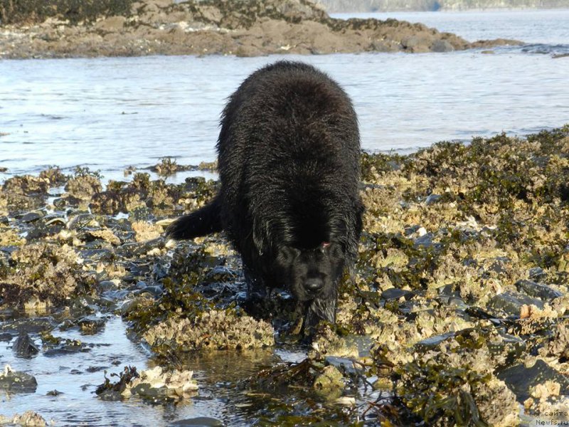 Фото: ньюфаундленд Chernaya Mafia Аngel Among Us (Черная Мафия Ангел Амонг Ус)