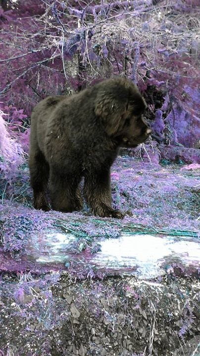 Фото: ньюфаундленд Chernaya Mafia Аngel Among Us (Черная Мафия Ангел Амонг Ус)