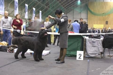 Фото: ньюфаундленд Duty Free of Apachee's Home