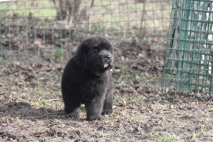 Фотография № 201850