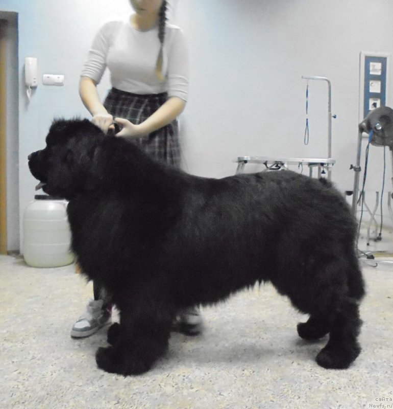 Фото: ньюфаундленд Super Premium Marmelad (Супер Премиум Мармелад)