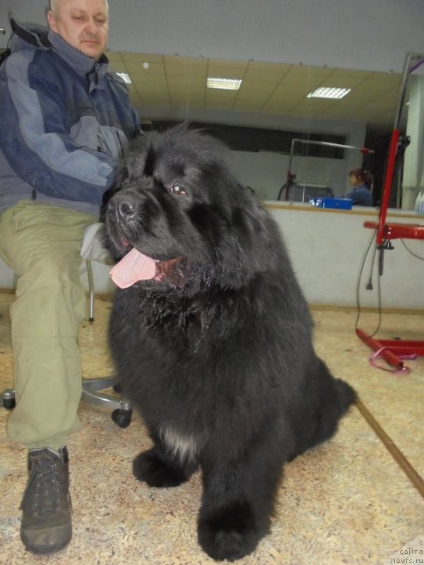 Фото: ньюфаундленд Super Premium Marmelad (Супер Премиум Мармелад)