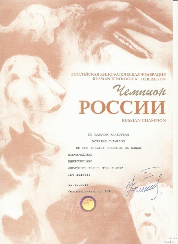 Фото: ньюфаундленд Akvatoriya Kelvin Tim Spirit (Акватория Келвин Тим Спирит)