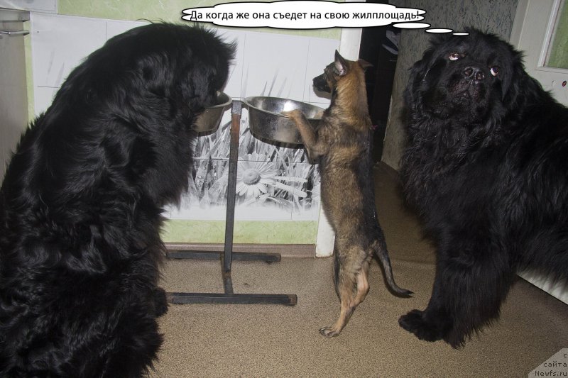 Фото: ньюфаундленд CHernyiy Balu Dobryinya (Черный Балу Добрыня), Лапша, ньюфаундленд L'vinoe Serdce (Львиное Сердце)