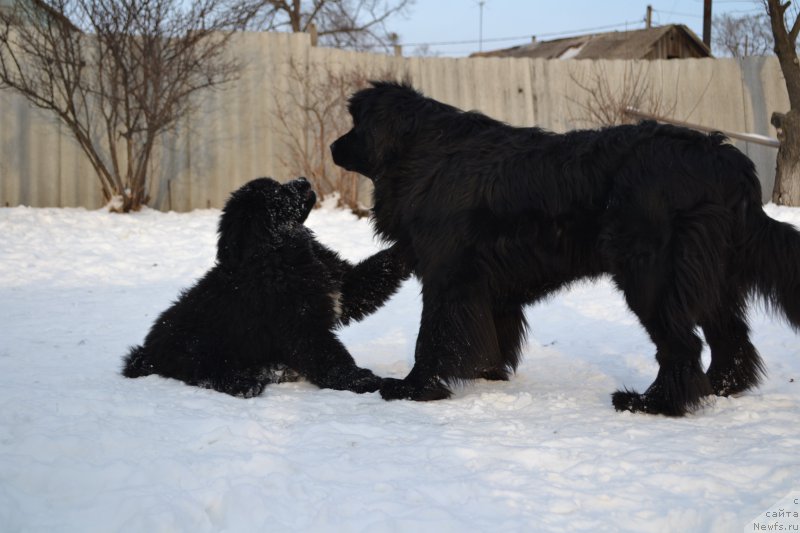 Фото: ньюфаундленд Talisman Morya La-Valetta (Талисман Моря Ла-Валетта), ньюфаундленд Talisman Morya Mishel' (Талисман Моря Мишель)