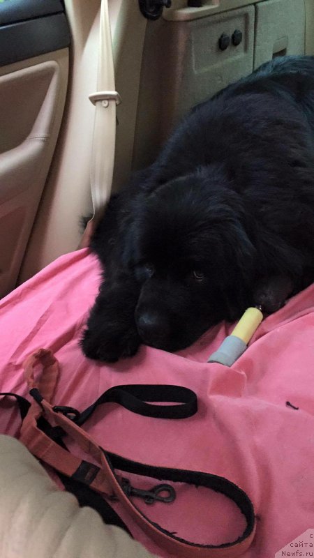 Фото: ньюфаундленд Brownblood MSK Harita Havva (Браунблад МСК Харита Хавва)