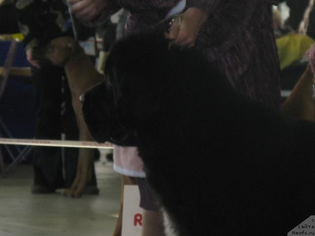 Фото: ньюфаундленд Gift of Destiny Midnight Bear