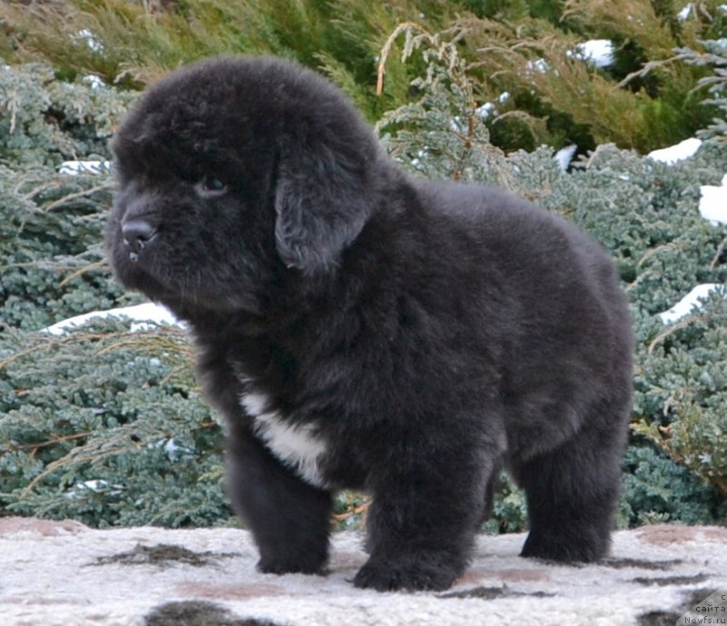Фото: Щенки от, ньюфаундленд She is  Father's Favourite Midnight Bear, и, ньюфаундленд Likefather Like Son Midnight Bear