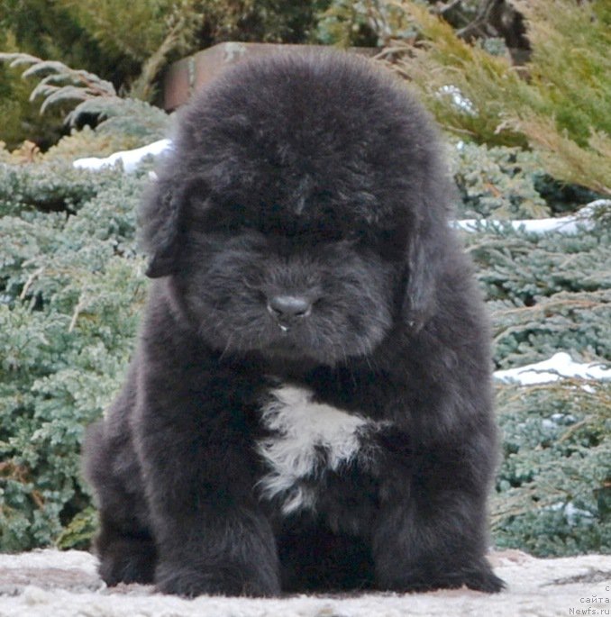 Фото: Щенки от, ньюфаундленд She is  Father's Favourite Midnight Bear, и, ньюфаундленд Likefather Like Son Midnight Bear