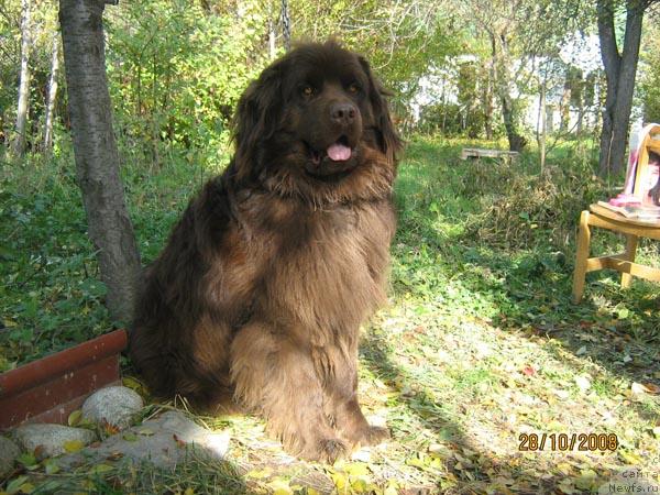 Фото: ньюфаундленд Lui Filipp (Луи Филипп)