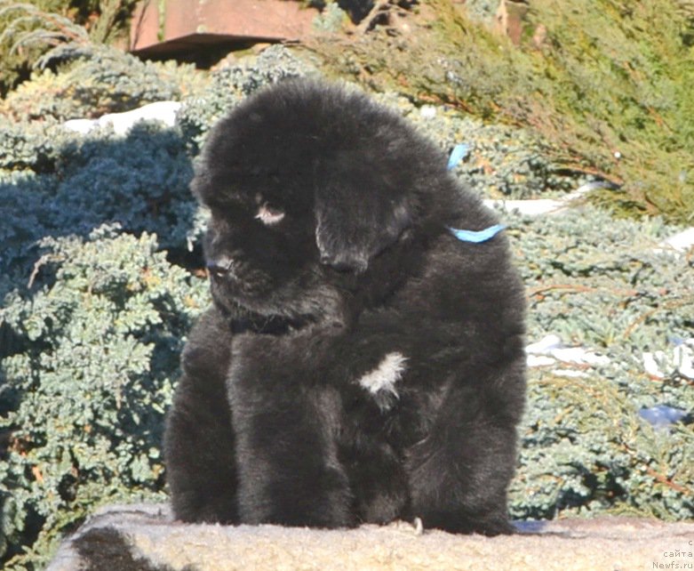 Фото: Щенки от, ньюфаундленд She is  Father's Favourite Midnight Bear, и, ньюфаундленд Likefather Like Son Midnight Bear