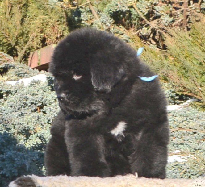 Фото: Щенки от, ньюфаундленд She is  Father's Favourite Midnight Bear, и, ньюфаундленд Likefather Like Son Midnight Bear