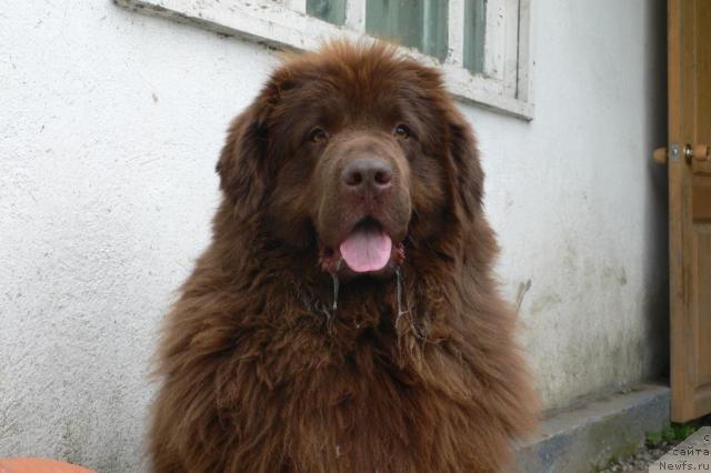 Фото: ньюфаундленд Arkadiya Vivat Arbona (Аркадия Виват Арбона)