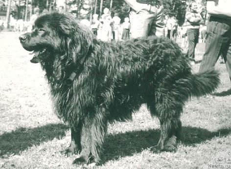 Фото: ньюфаундленд Alfons Le (Алфонс Ле)