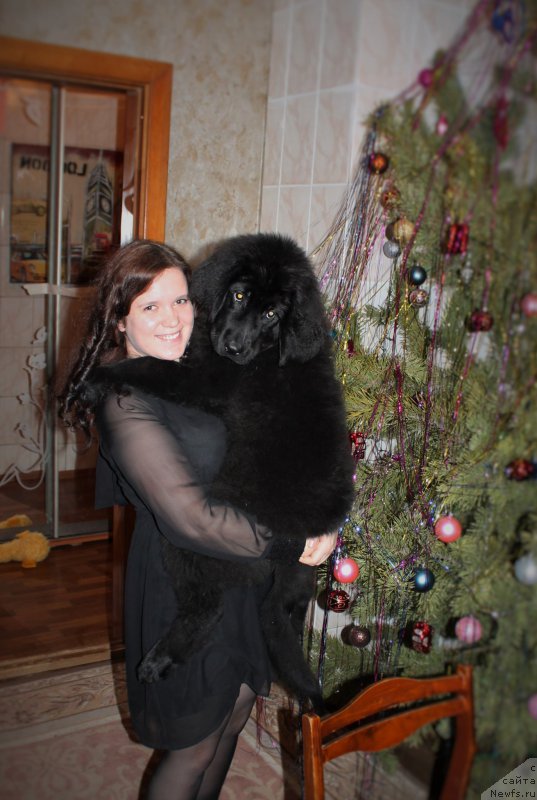 Фото: Ekaterina Hvostenko (Екатерина Хвостенко), ньюфаундленд CHernyiy Balu Zaznoba Dushi Moey (Черный Балу Зазноба Души Моей)