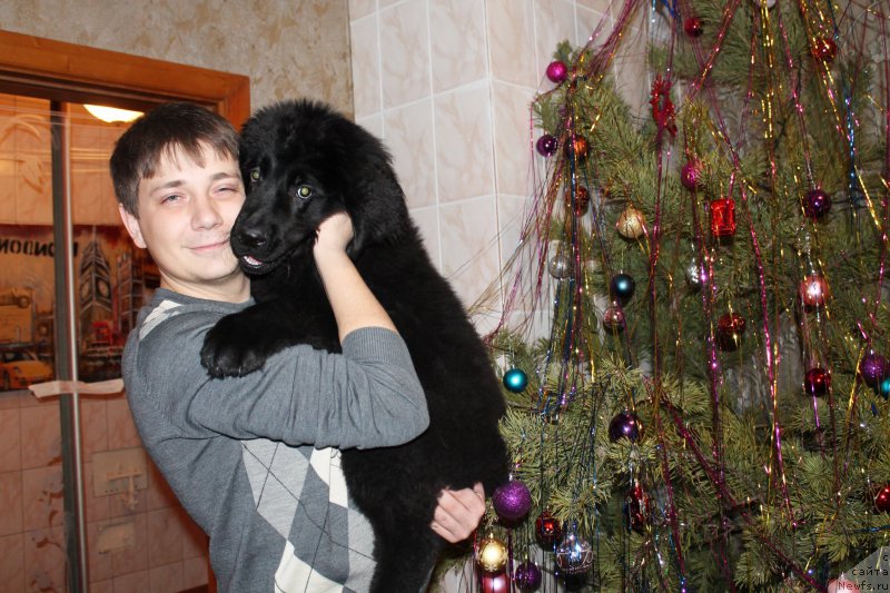 Фото: ньюфаундленд CHernyiy Balu Zaznoba Dushi Moey (Черный Балу Зазноба Души Моей)