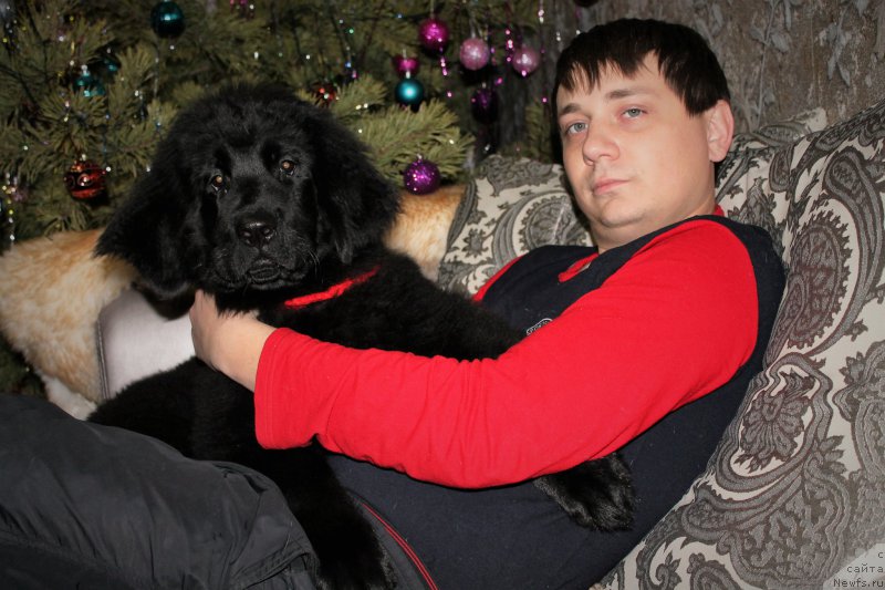 Фото: ньюфаундленд CHernyiy Balu Zaznoba Dushi Moey (Черный Балу Зазноба Души Моей)