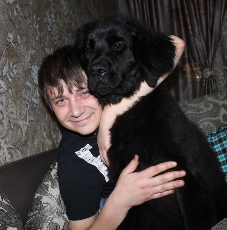 Фото: ньюфаундленд CHernyiy Balu Zaznoba Dushi Moey (Черный Балу Зазноба Души Моей)