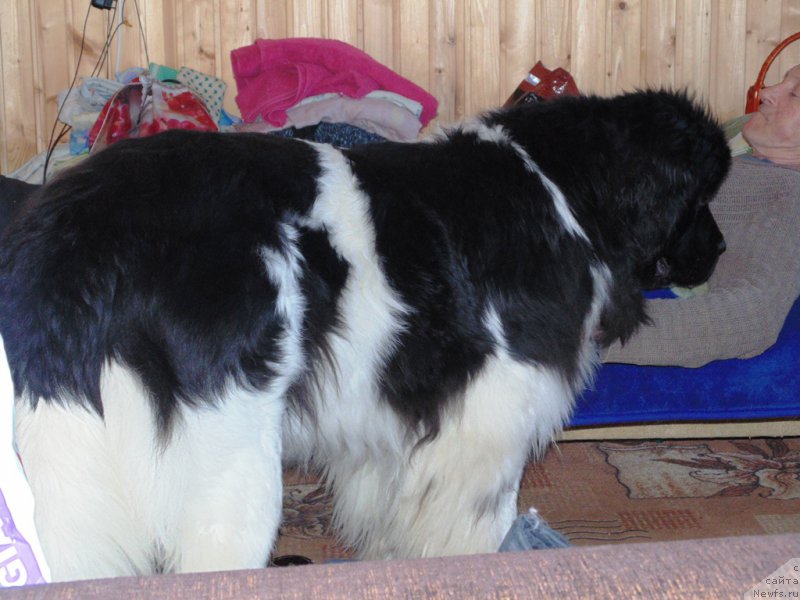 Фото: ньюфаундленд Super Bizon Melodiya (Супер Бизон Мелодия)