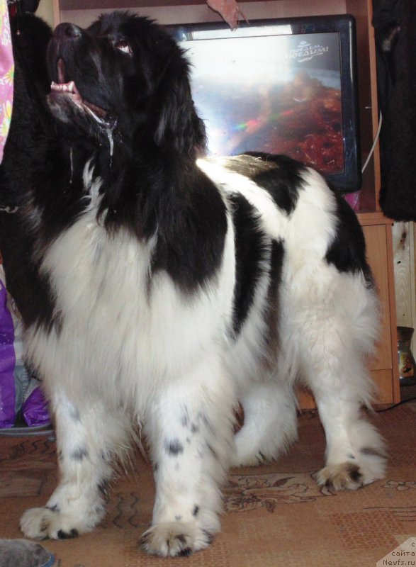 Фото: ньюфаундленд Super Bizon Melodiya (Супер Бизон Мелодия)