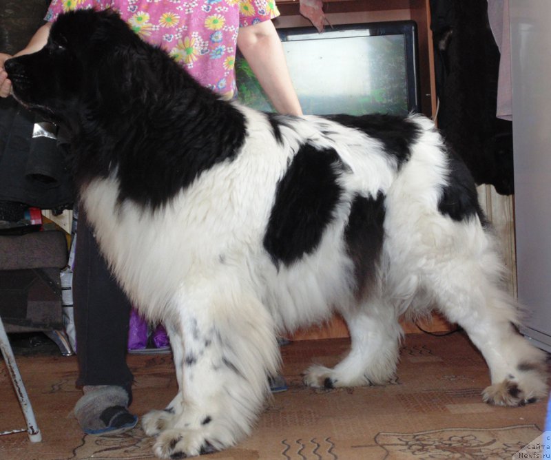 Фото: ньюфаундленд Super Bizon Melodiya (Супер Бизон Мелодия)