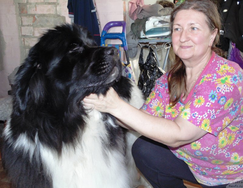 Фото: ньюфаундленд Super Bizon Melodiya (Супер Бизон Мелодия)