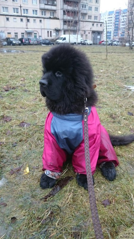 Фото: ньюфаундленд Smigar Brilliant of My Soul (Смигар Бриллиант ов Май Соул)