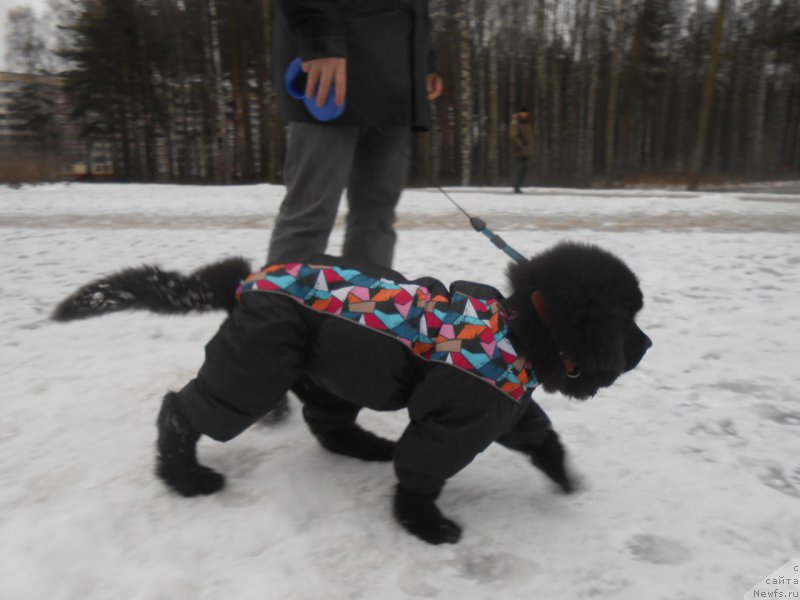 Фото: ньюфаундленд Smigar Blondy Marilyn (Смигар Блонди Мэрилин)