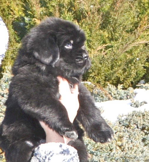 Фото: Щенки от, ньюфаундленд Inside My Heart Midnight Bear, и, ньюфаундленд Promise To Love Midnight Bear (Promise To Love Midnight Bear)