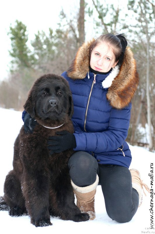 Фото: ньюфаундленд Chernaya Mafia Аll Rights Reserved (Черная Мафия Алл Ригхтс Ресервед)