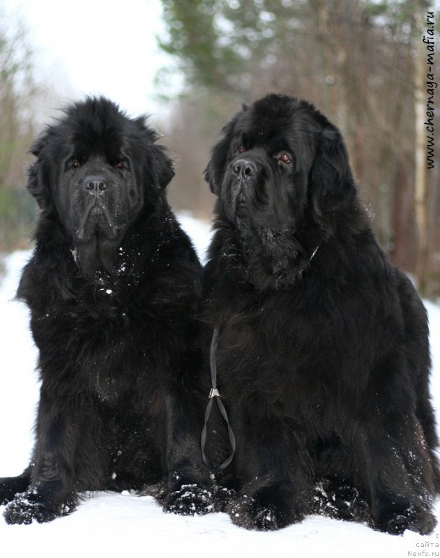 Фото: ньюфаундленд Tselogo Mira Malo iz Arkaima (Целого Мира Мало из Аркаима), ньюфаундленд Chernaya Mafia Must Have (Черная Мафия Муст Хаве)