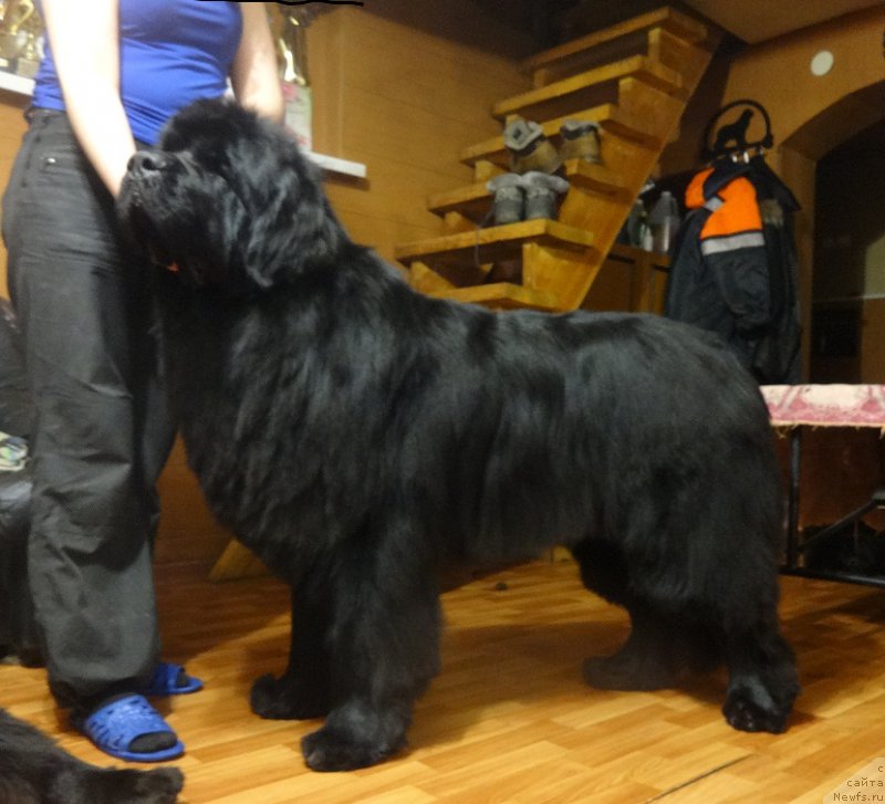 Фото: ньюфаундленд Vin Dizel' dlya N'yufort (Вин Дизель для Ньюфорт)