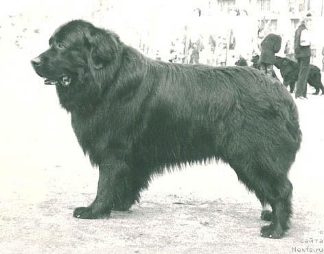 Фото: ньюфаундленд Gerber Seyko (Гербер Сейко)